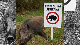 Peste suina africana, allarme senza tregua: 5 nuovi casi in Liguria, primo contagio ad Albisola