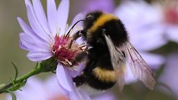 San Giorgio Canavese: un fine settimana di biodiversità e sostenibilità tra terra e scuola