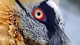 Guarda chi si rivede! Il gipeto sulle Alpi, è un trionfo per la natura