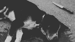 Biella, cane ucciso a coltellate durante una lite tra uomini