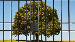 Dieci anni di carcere per un albero: il caso che scuote l'opinione pubblica