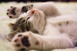 Montanaro accoglie il “Preludio d’estate”: una giornata di natura, animali e creatività con l’Associazione Cuore di Gatto