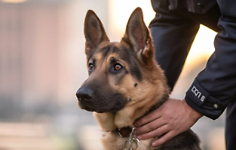 Da cane "spacciatore" a cane "poliziotto"