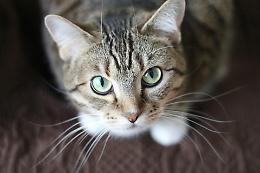 Gatti rubati a Chivasso e dintorni: il sospetto corre sui social