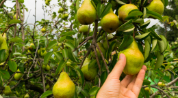 Frutteti a rischio per le piogge anomale: Coldiretti lancia l’allarme