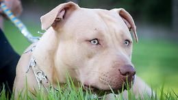 Aizza il pitbull contro un ragazzo e poi contro i poliziotti: ventenne arrestato a Torino
