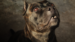 Pitbull usato come arma: arrestato ventenne. Aveva sfigurato un ragazzo in piena strada