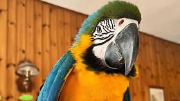 Allarme a Caluso: scomparso Ariel, il pappagallo dai colori brillanti e dall'indole socievole!