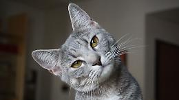 Parli con il tuo gatto? Ecco che cosa pensa di te la scienza