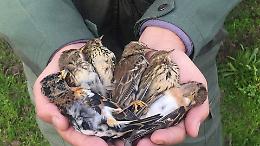 Biodiversità svenduta: il Governo Meloni sceglie i fucili nella Giornata mondiale dedicata alla Natura
