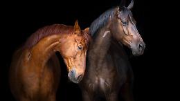 Accolte le proposte di Animal Equality: in Senato cinque emendamenti per ridurre la sofferenza degli animali negli allevamenti