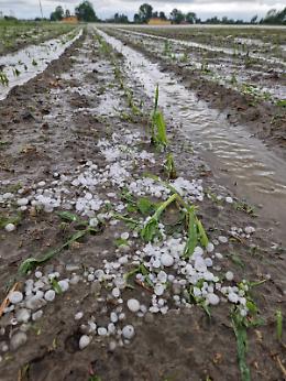 Devastati i campi del Torinese: la grandine rasa al suolo l’agricoltura