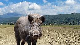 Cinghiali a Ivrea, l'incubo degli agricoltori: ettari di mais mangiati sotto terra prima ancora di crescere