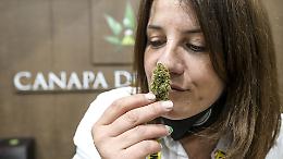 Serra in salotto e clienti alla porta: denunciato a Biella un 35enne che coltivava e spacciava marijuana nel suo appartamento
