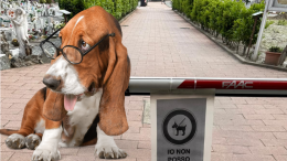 Oggi le comiche.... Il cane può entrare al cimitero? Un regolamento dice sì e l'altro dice no...