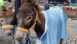 Ivrea, sfilano gli undici asini del Napoli. E Conte è l’unico cavallo