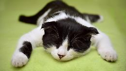 Orrore in parrocchia: gatto crocifisso al muro dell’oratorio