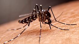 Zanzare e virus, l’estate porta con sé nuovi rischi sanitari