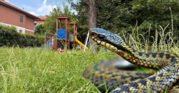 Le erbacce invadono il parco dei bimbi. Chi ne risponde se una vipera li morde? (FOTO)