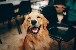 Pet therapy al Capirone: l'incontro tra cani e anziani che porta benessere