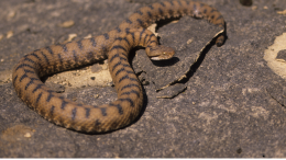 Morso di vipera nei boschi di Cantoria: 15enne si salva da solo e chiama i soccorsi