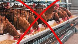 No al maxi allevamento: oltre 33.000 firme contro il progetto da 300.000 galline
