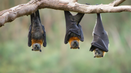 “I pipistrelli disturbano il rock”: stop al Sonic Park. Ma la natura chiede rispetto