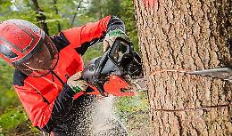 Alberi tagliati nella notte, ora il Comune rischia il conto
