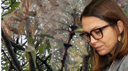 Allarme ragnatele a Settimo Torinese. Processionaria? No! Solo farfalle... e tanti condizionali