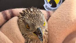 Soccorso un giovane falco pecchiaiolo nel Parco del Gran Paradiso (FOTO)