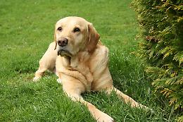 Trascinato sotto il sole e ferito: labrador salvato in extremis da cittadini e soccorritori