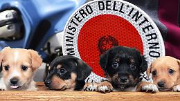 Novara, nove cuccioli ammassati nelle scatole: la Polizia Stradale sventa un traffico illegale sull’A4