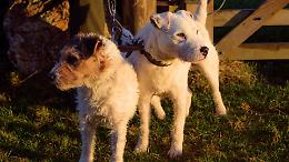 Il padrone viene arrestato, i cani rimangono da soli: salvati due terrier dopo 15 giorni di agonia