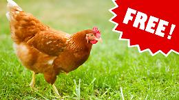 La Svezia libera le galline: il primo paese al mondo a farlo