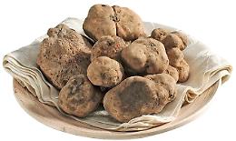 Tartufai in rivolta contro la legge Bergesio: “Così si distrugge il tartufo italiano”