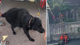 Cane cade nella Dora e rischia di annegare: il salvataggio eroico dei Vigli del Fuoco
