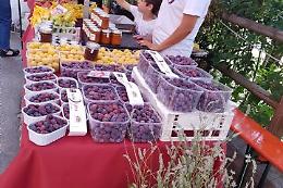 Pavarolo celebra la sua regina viola: torna la Sagra della Susina Purin-a