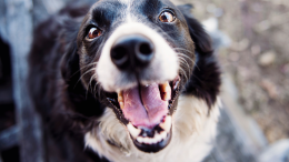 Settimo Torinese, ragazza morsa da un cane in via Italia