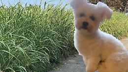 "L'erba alta mi è costata cara": cani feriti, rabbia per la (scarsa) manutenzione del verde a Venaria