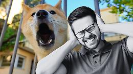 Il cane del vicino disturba? La legge italiana parla chiaro