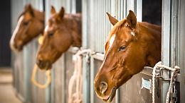 Caldo nelle stalle, Coldiretti lancia l'allarme per gli animali