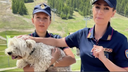 Hai già programmato le tue vacanze? E al tuo amico a quattro zampe ci hai pensato? (VIDEO)