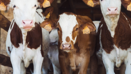 Dermatite nodulare bovina: terzo focolaio in Italia