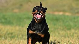 Due fratellini aggrediti dal rottweiler della nonna