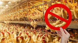 No all’allevamento-lager ad Arborio. Proteste contro il progetto da 300mila galline a 1500 metri dalle case