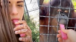 Fa fumare un orango: bufera sulla pugile russa. Ora l'animale è in gravi condizioni