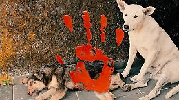 Coppa del Mondo 2030: la "mattanza" dei cani randagi! 