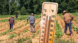 Caldo estremo nei campi, Coldiretti chiede cassa integrazione anche per eventi climatici