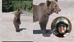 Sbranato da un orso: tour motociclistico finisce in tragedia (VIDEO)