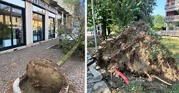 Tromba d'aria a San Mauro Torinese: alberi caduti, intervengono le autorità
